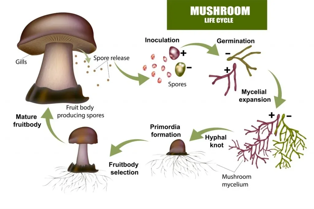 Life of a Mushroom